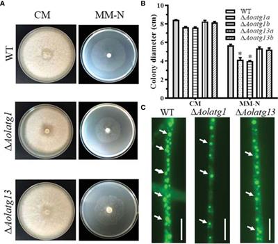 Aolatg1 and Aolatg13 Regulate Autophagy and Play Different Roles in Conidiation, Trap Formation, and Pathogenicity in the Nematode-Trapping Fungus Arthrobotrys oligospora